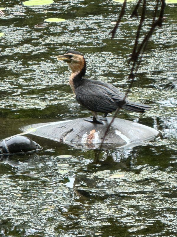 A bird sitting on a rock in a pond.
