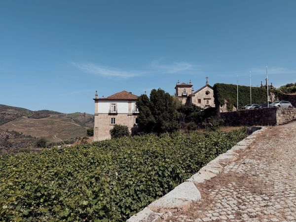 The Vineyard, the Vintner, and the Voice I’d Forgotten Was Mine