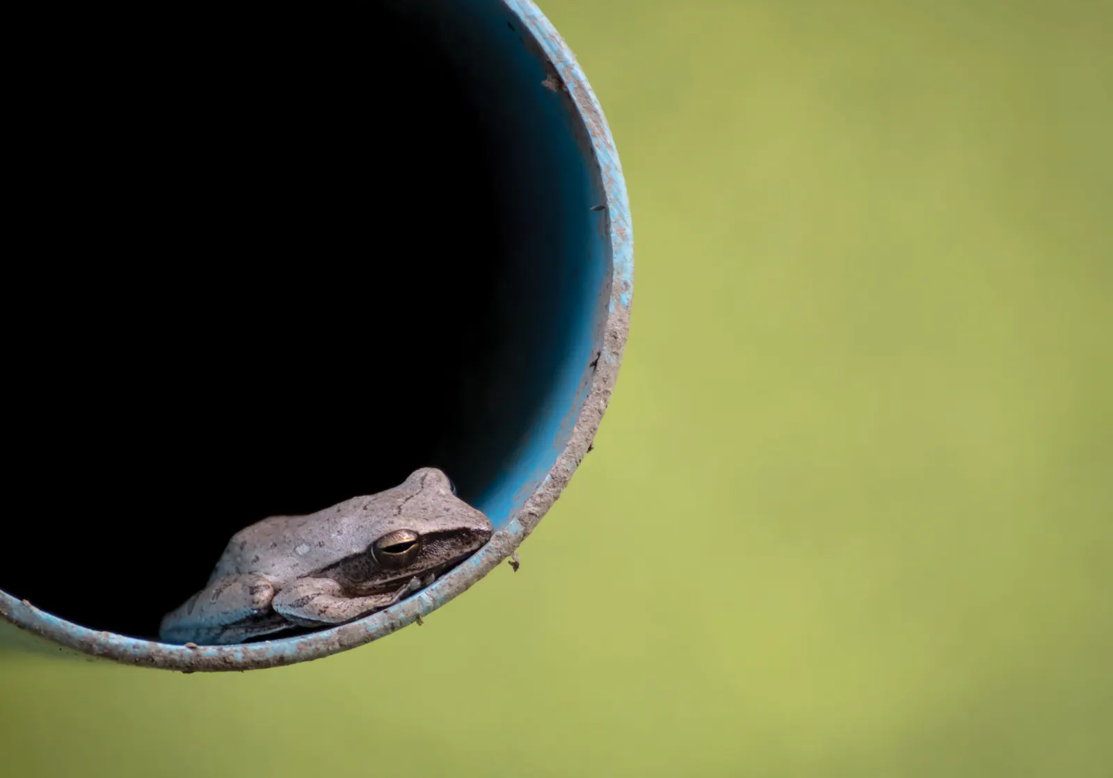 Frog in pipe