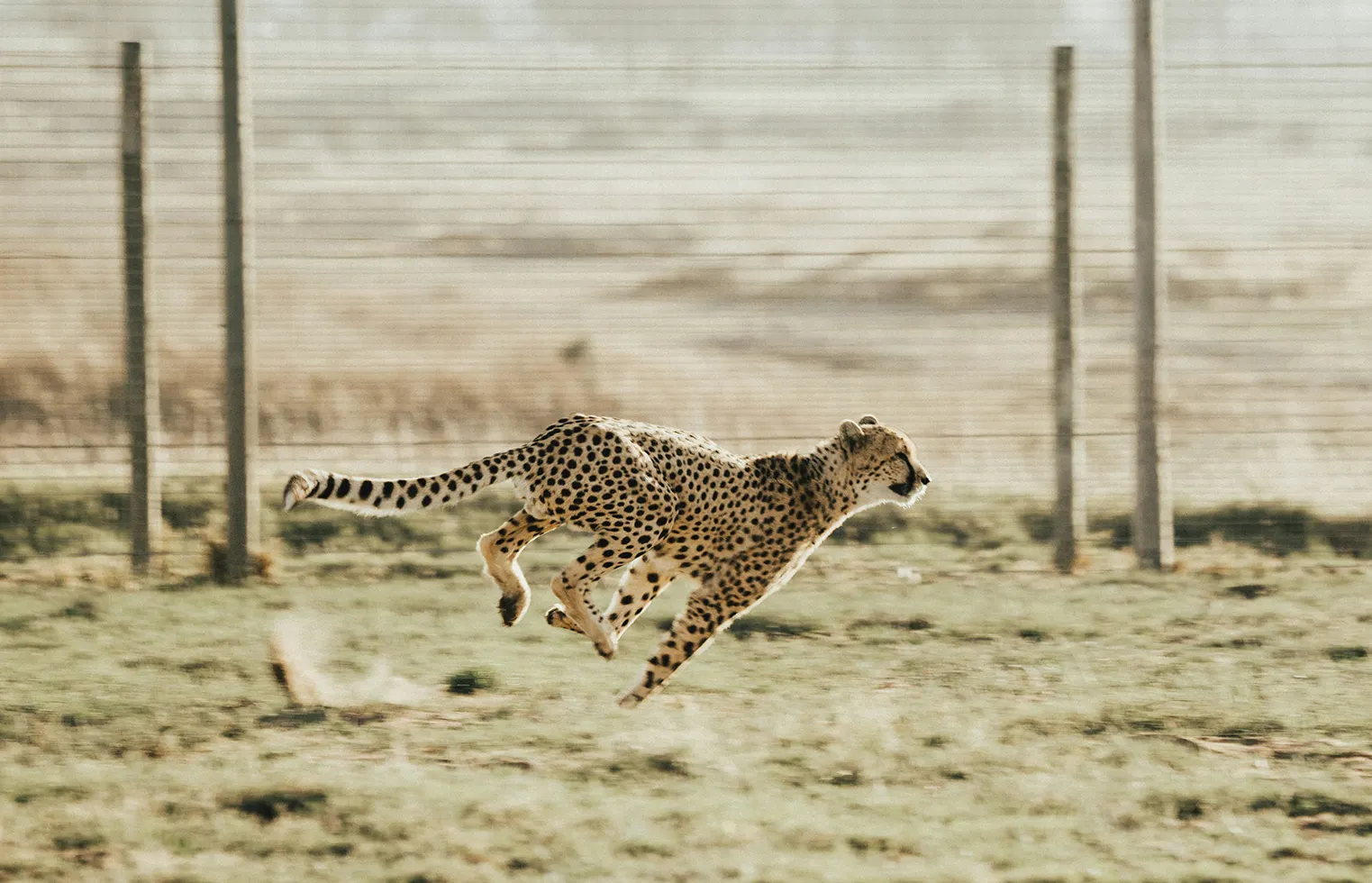 Cheetah running