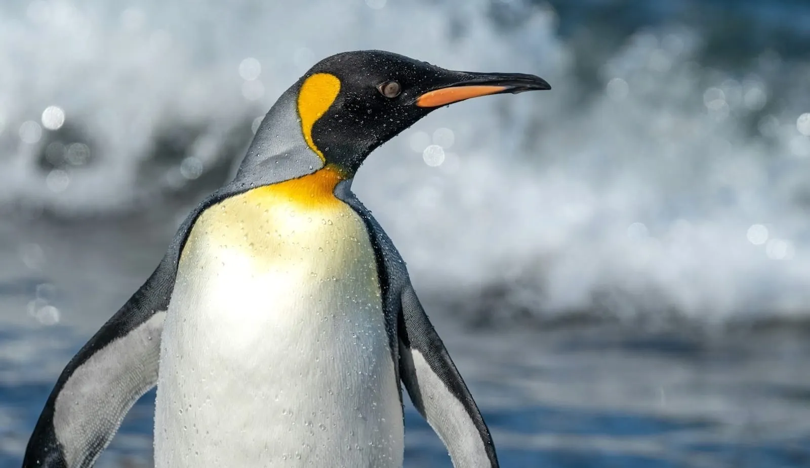 Emperor penguin standing in surf