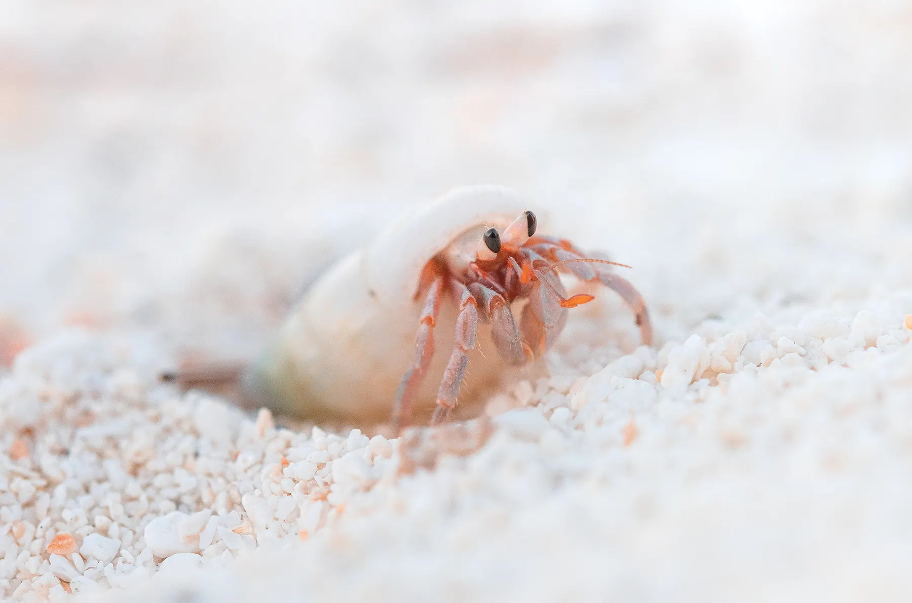 Hermet crab