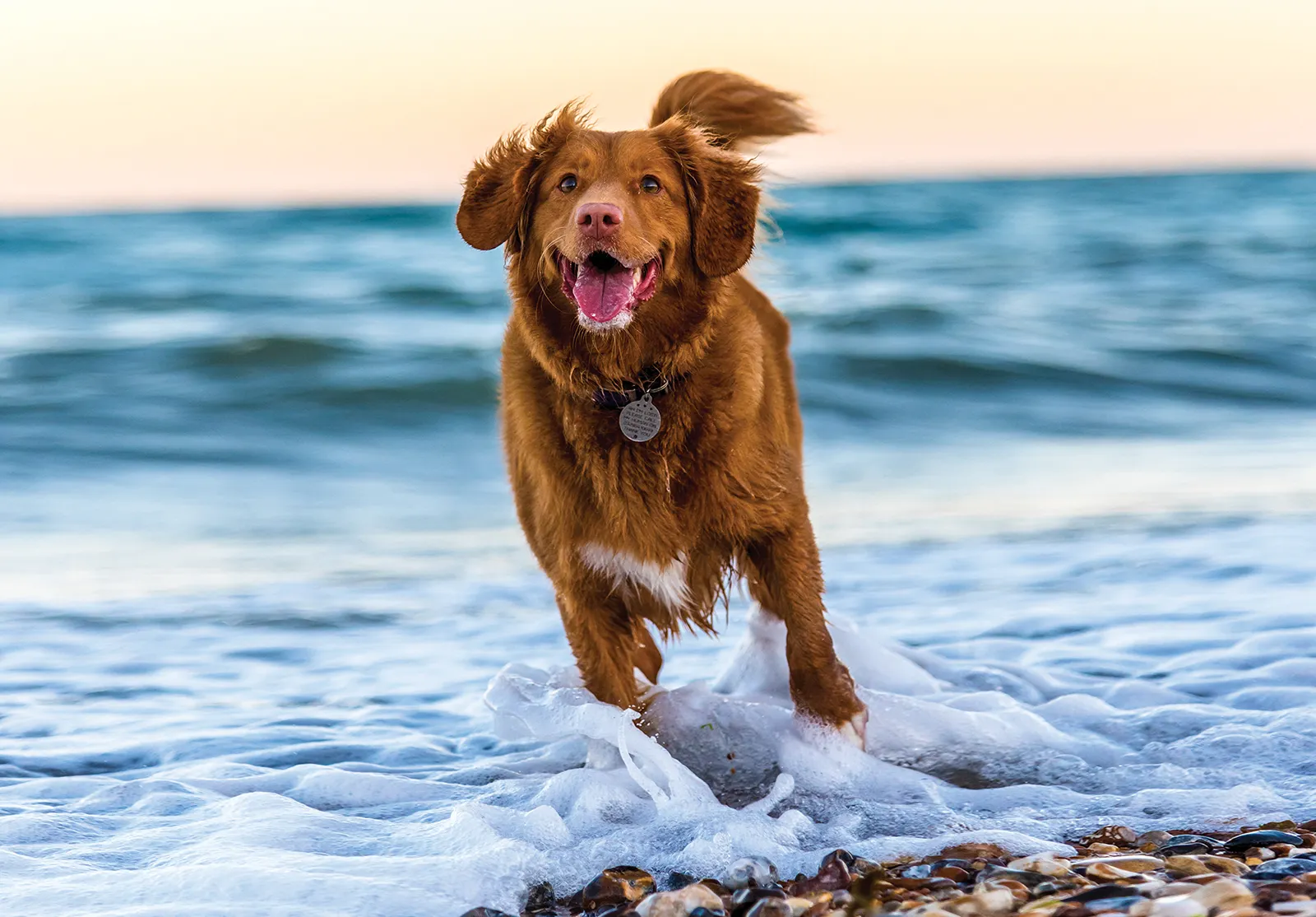 Dog running through water