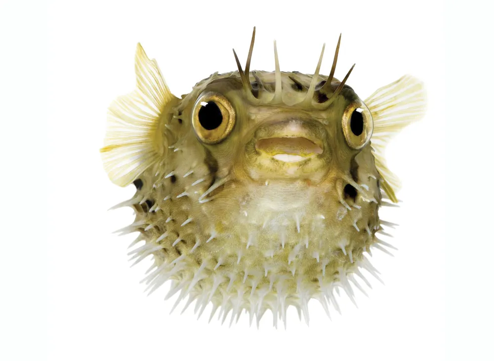 Puffer fish