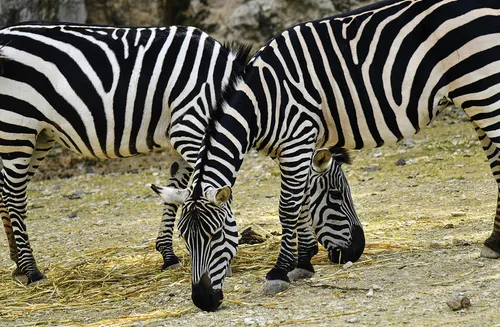 Two zebras intertwined
