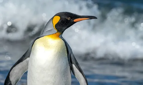 Penguin standing in surf