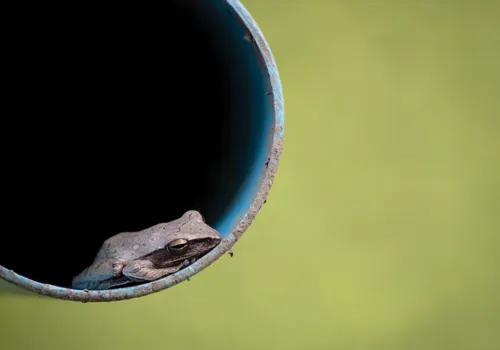 Frog in pipe