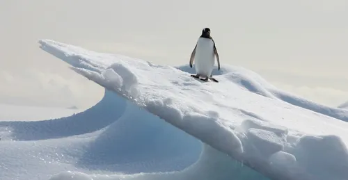 Penguin standing on tilted ice sheet