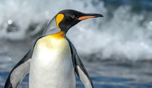 Emperor penguin standing in surf