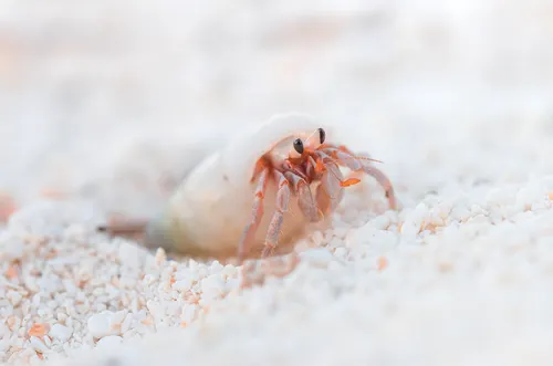 Hermet crab