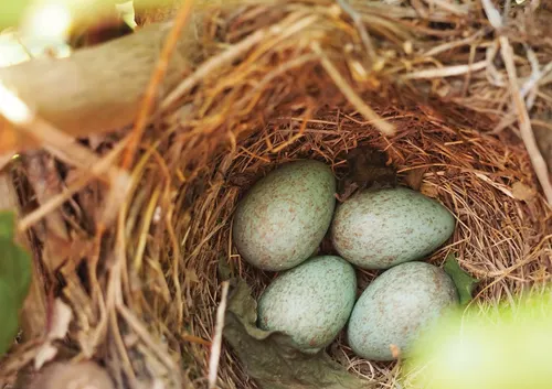 Eggs in a nest