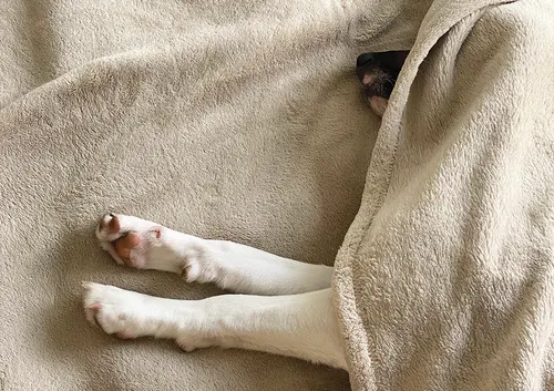 Dog under blanket