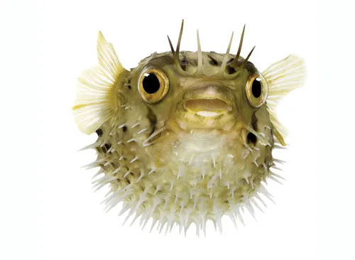 Puffer fish