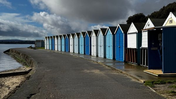 Week 183: Forest life