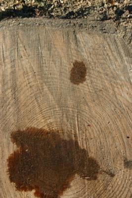 Media_httpphotos1bloggercomblogger73041354400img0246jpg_fikognhhfpzjjqo