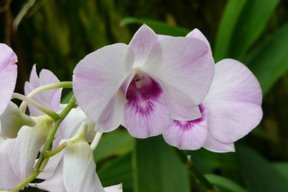 Media_httplh4googlecomautbull001rukorr5nviaaaaaaaaayekrracskcxyks288p1000608jpg_ngxgifmgspgycoc