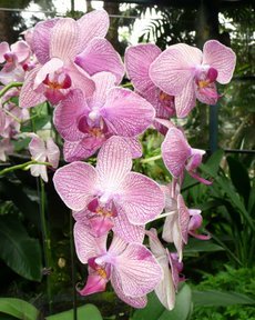 Media_httplh5googlecomautbull001rukop75nwiaaaaaaaaaymwsfczqyf05gs288p1000619jpg_sfdxgfagfooaabj