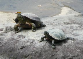 Media_httplh5googlecomautbull001ruwfal5nniaaaaaaaaadyphadjf6bv0s288p1000701jpg_evnpoaylbppkjoi