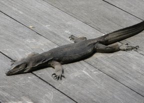 Media_httplh6googlecomautbull001ruv3kb5ndiaaaaaaaaaauyqpz0aggifus288p1000699jpg_rtadxyaqpijsbzt