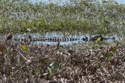 Media_httplh3googlecouktbull001r2akrcjuuliaaaaaaaabj8806yzqxk8uks400p1010485jpg_taithqggigbiijd