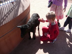 Media_httplh6googlecomautbull001r52t5t02yiaaaaaaaaciwau3kvazsbfis288p1010948jpg_hiliadxgcakrkfd