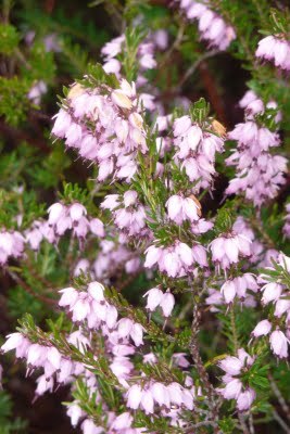 Media_httplh3googlecomautbull001rfe5jxzkliaaaaaaaaca8l8mfpmf9p0s400p1020353jpgjpg_ffffbutbjskifdq