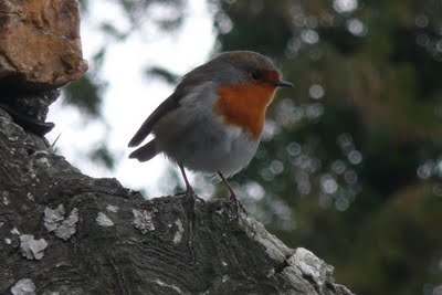 Media_httplh5googlecomautbull001rfgidxzkviaaaaaaaaccmti5h9lwnzrys400p1020309jpgjpg_tvenabnkthdoiwj