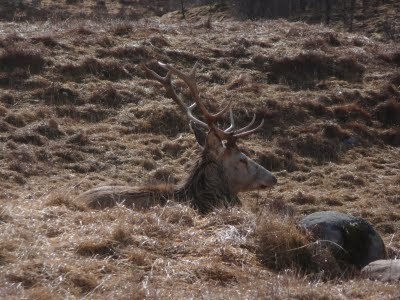 Media_httplh5ggphtcomtbull001saysstkvzliaaaaaaaacnmxmxh1e9zswqs400p1020507jpg_qsfddtwxbuighae