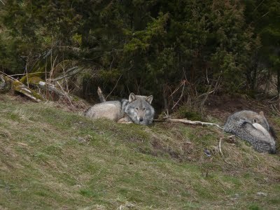 Media_httplh6ggphtcomtbull001safhyefwxiaaaaaaaacvuksn0bt6xaigs400p1020599jpg_hiabzbjvgqdpjhc