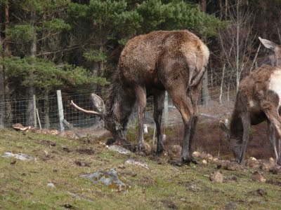 Media_httplh6ggphtcomtbull001safnyefwyiaaaaaaaacvc59f5acdhrl0s400p1020592jpg_ppbdamrhsxkbshu