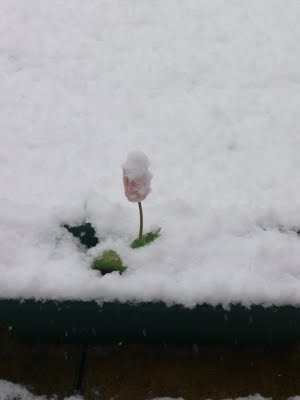 Media_httplh6googlecomautbull001rizzdxzkpiaaaaaaaacjmbuywgxmviys400p1020424jpgjpg_ebkgfdxrxcjgzhu