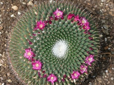 Media_httplh5ggphtcomtbull001scxu9a1w0aiaaaaaaaac9yb0rqrfvai0s400p1020958jpg_phinvieoeciezep