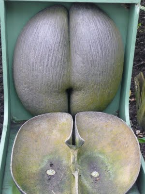 Media_httplh6ggphtcomtbull001scxvuq1w0diaaaaaaaac9ws0kspmkdxlws400p1020942jpg_arhxpaqjtpdcodd