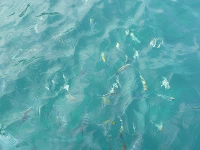 Media_httplh3ggphtcomtbull001sg6z53fbrtiaaaaaaaad5m3bvygcdov8os400p1030428jpg_ecageheiyoitlnu