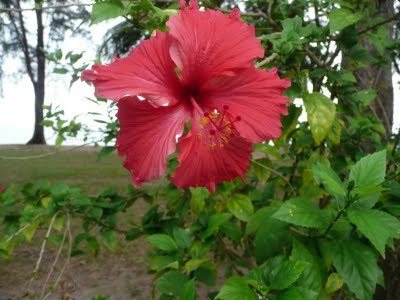 Media_httplh4ggphtcomtbull001sg60hmkrtriaaaaaaaad5kbpoxg777qas400p1030437jpg_bpieprqloveqbdg