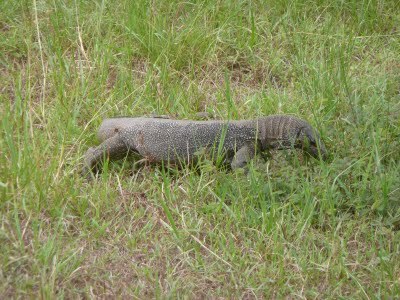 Media_httplh5ggphtcomtbull001sg60awvjuyiaaaaaaaad5utcjpm8fiyhks400p1030432jpg_zgwbnzvugfhnkvo