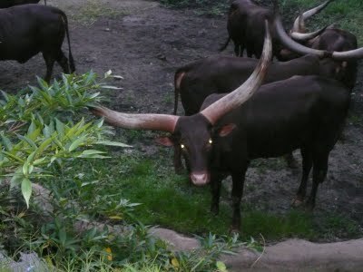 Media_httplh5ggphtcomtbull001shlsv2ix68iaaaaaaaad7cbyvr1m4meqs400p1030484jpg_zjftqyipdfrsgie