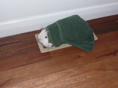 Media_httplh4ggphtcomtbull001sjw26akhniaaaaaaaad981cksskhhwous400p1030541jpg_ipbucgwxddyjztr