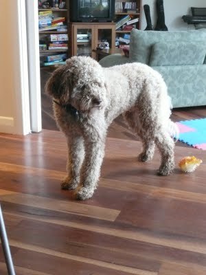 Media_httplh6ggphtcomtbull001sk05dukgeviaaaaaaaaeamvrld6bly4uos400p1030567jpg_aeocoicblwgmjjj