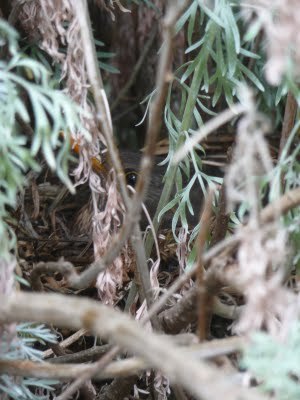 Media_httplh4ggphtcomigzqjwth3c0src5ypenhriaaaaaaaafk0gq9wmoe6084s400002jpg_ddhdklerbuleert