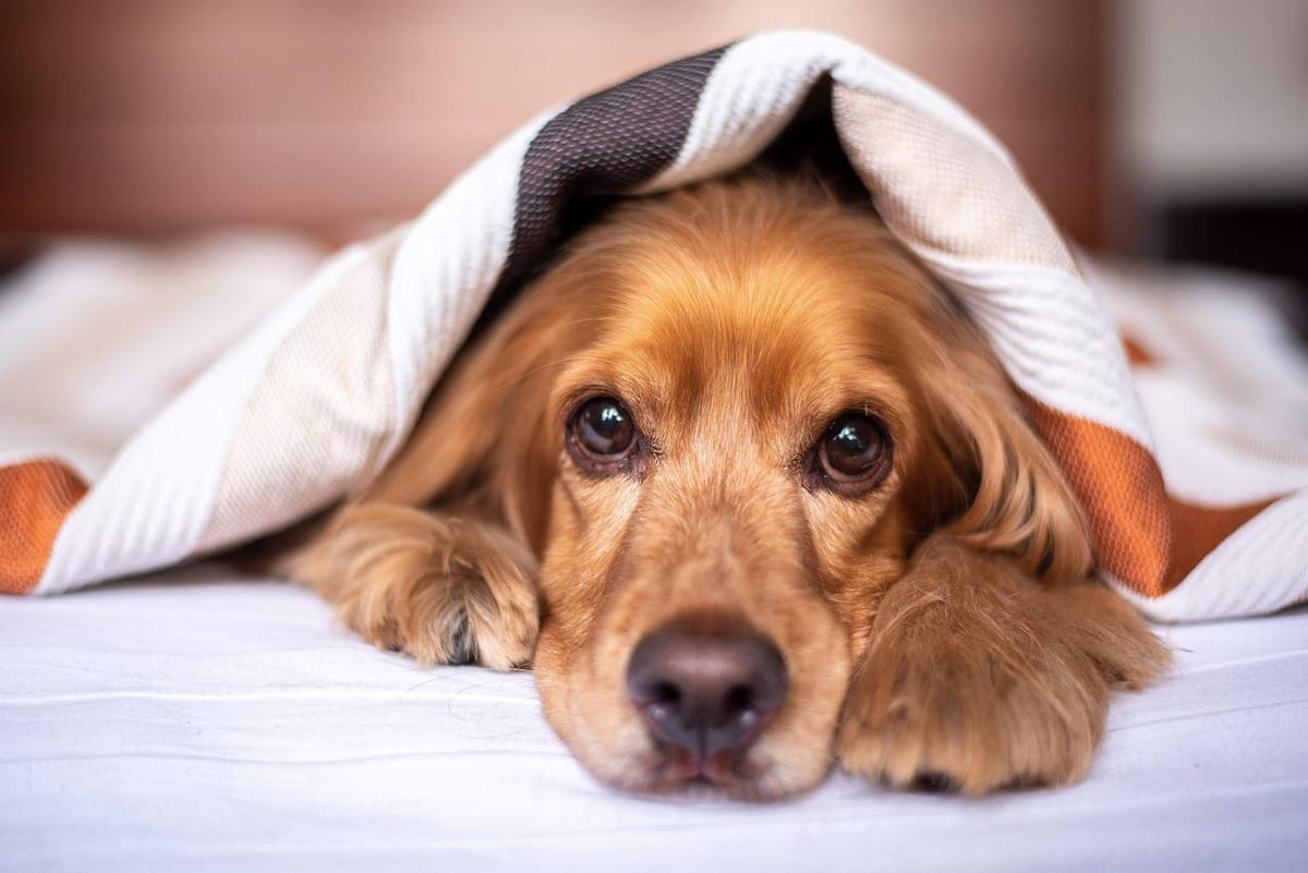 Recognizing Signs of Fear in Your Dog