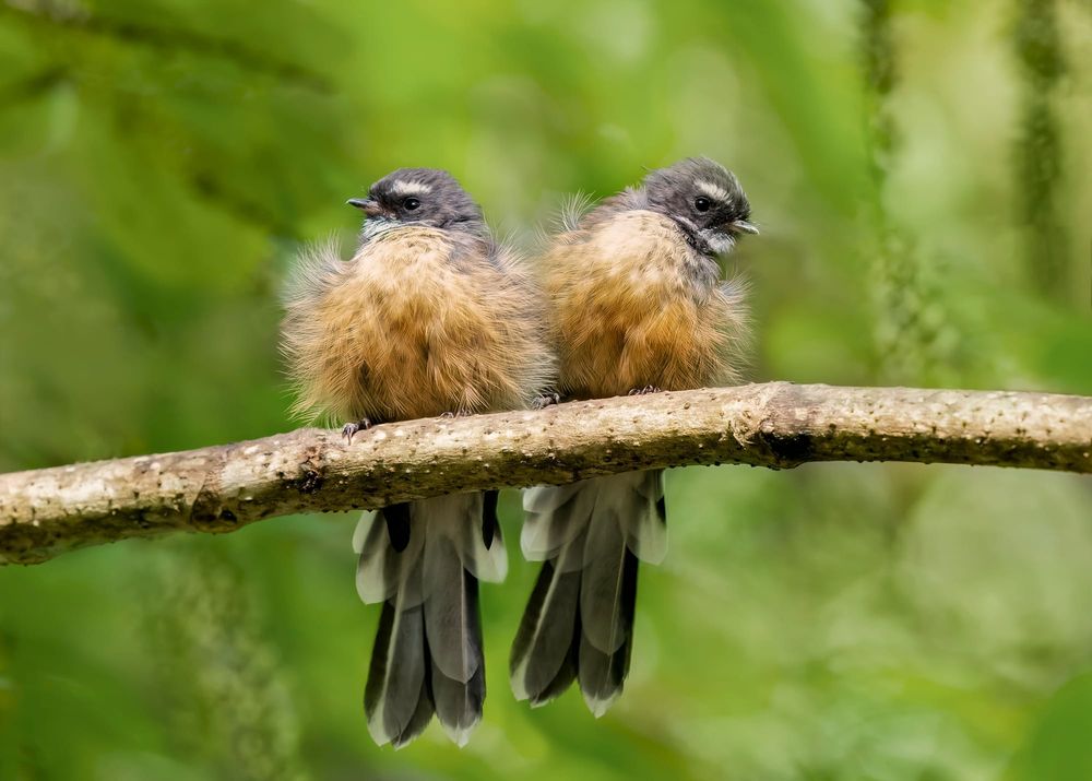 Pīwakawaka pair post image