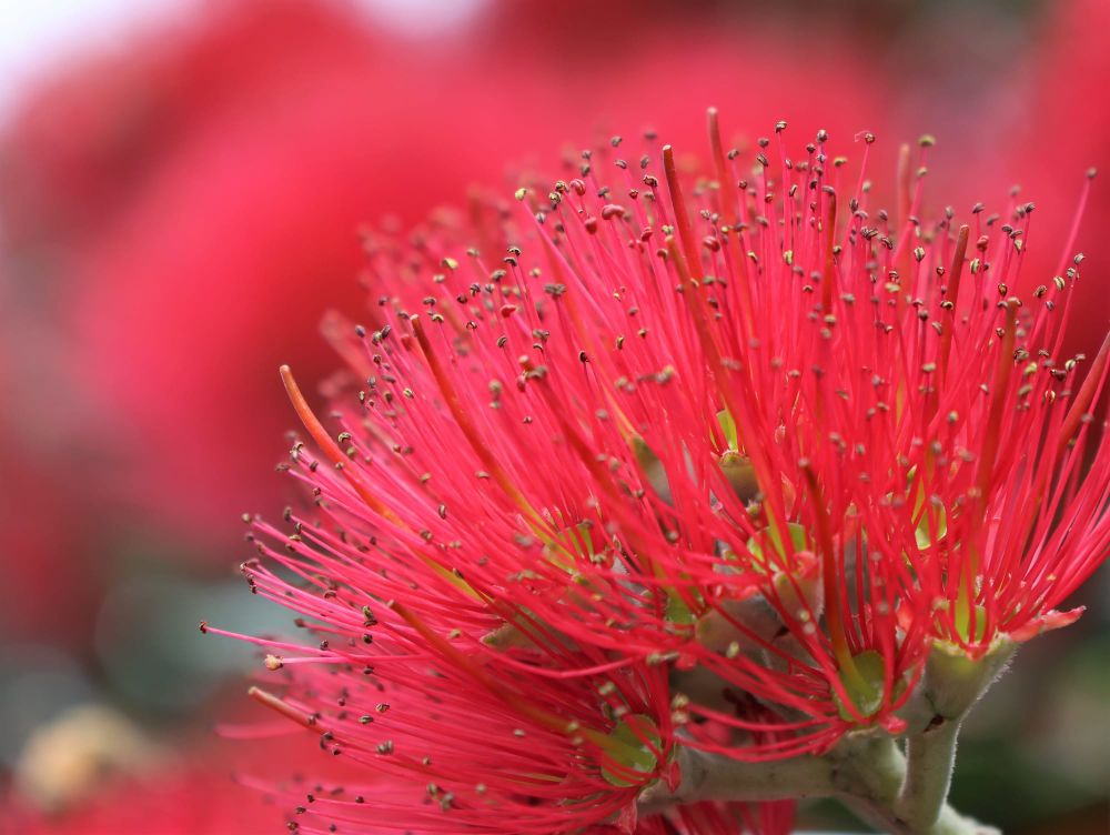 Pohutukawa flower post feature image