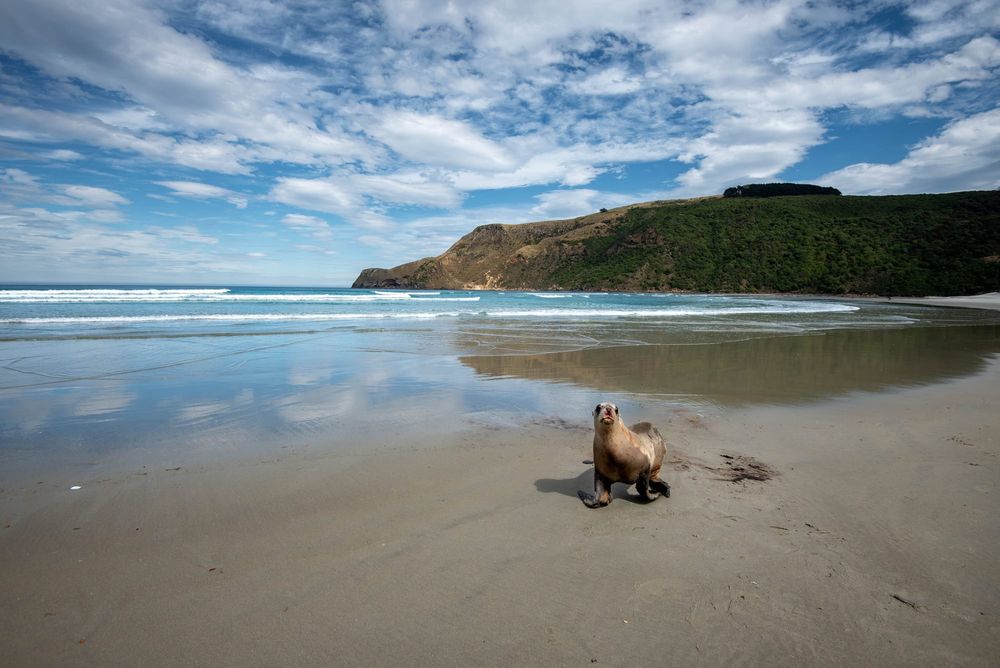 Sea lion on Allans Beach post image