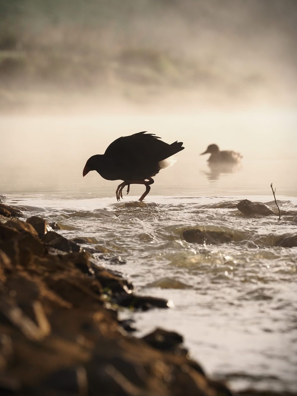 Pūkeko early steps in the mist post image