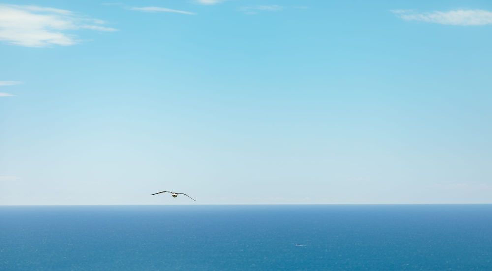 Albatross in flight over the open sea post image