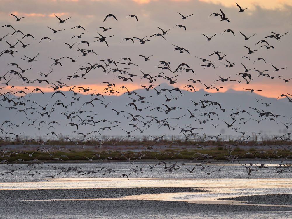 Bar-tailed Godwits in flight post image