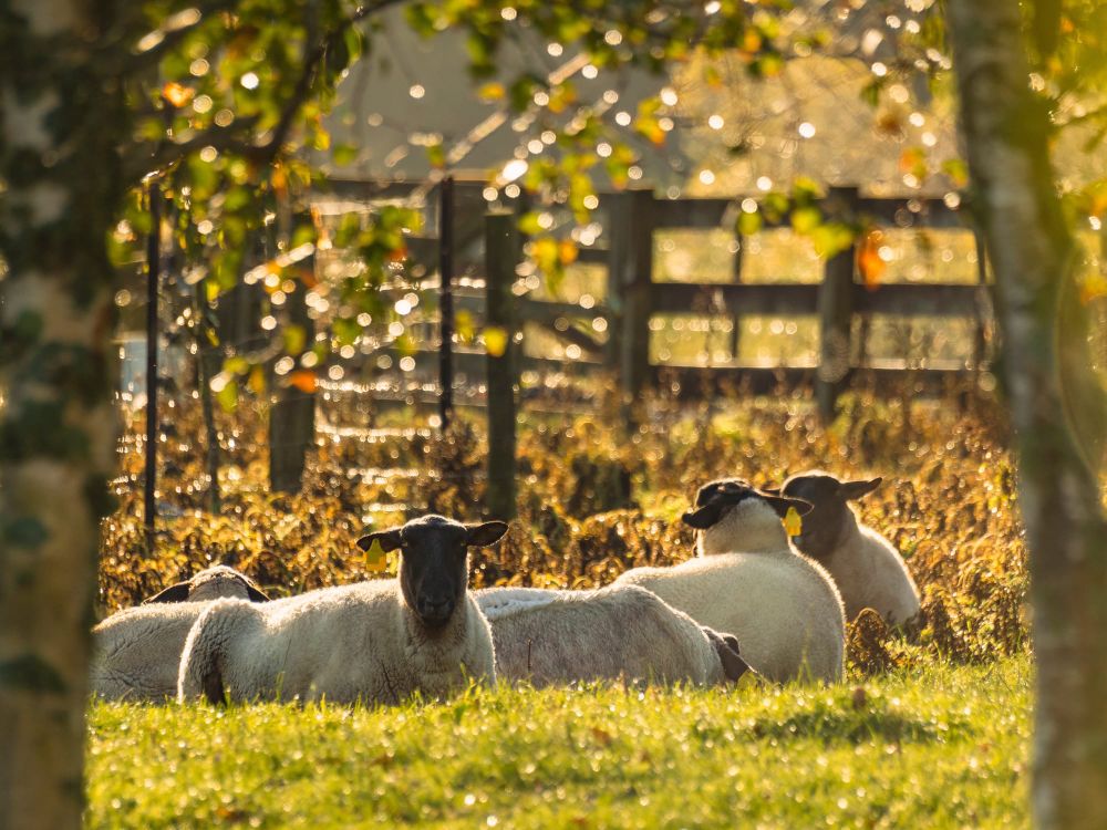 Black headed suffolk sheep field post image