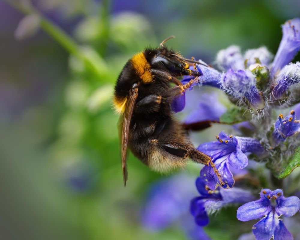 Bumblebee on ajuga post image