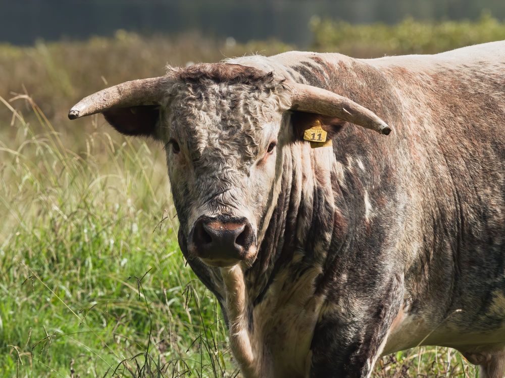 Charolais bull post feature image